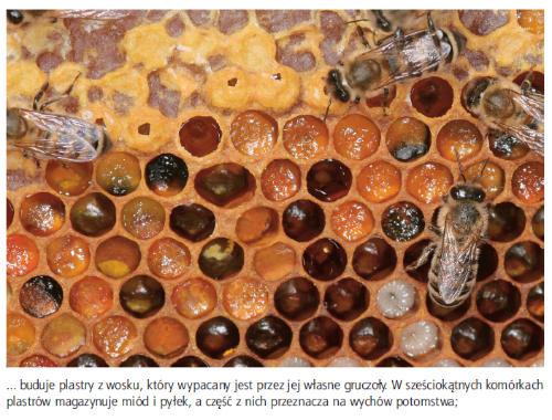 Dlaczego pszczoły budują plastry w kształcie sześciokątów?