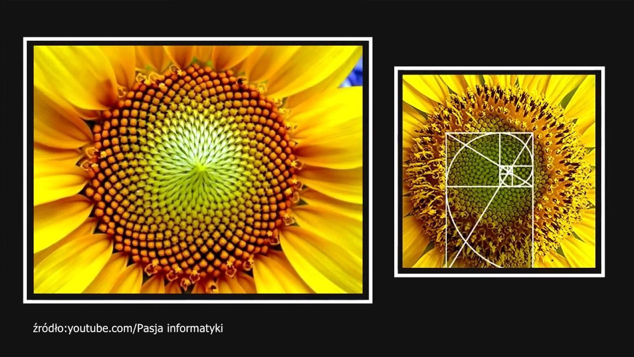 Jak liczby Fibonacciego opisują rozwój roślin