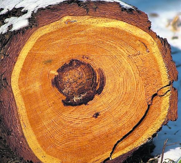 Jak obliczyć wiek drzewa bez liczenia słojów